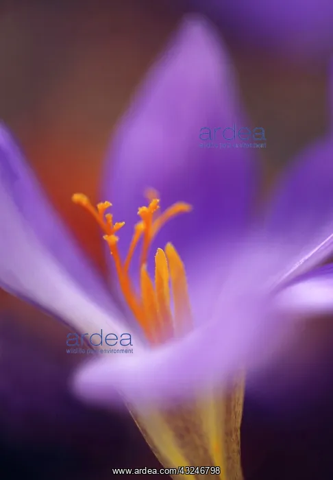 : Crocus, Autumn crocus, Colchicum : Crocus, Autumn crocus, Colchicum
