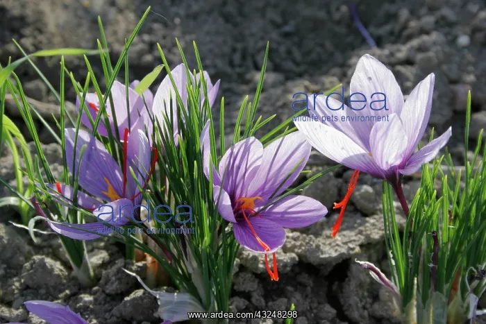: Crocus, Crocus sativus, Saffron crocus : Crocus, Crocus sativus, Saffron crocus
