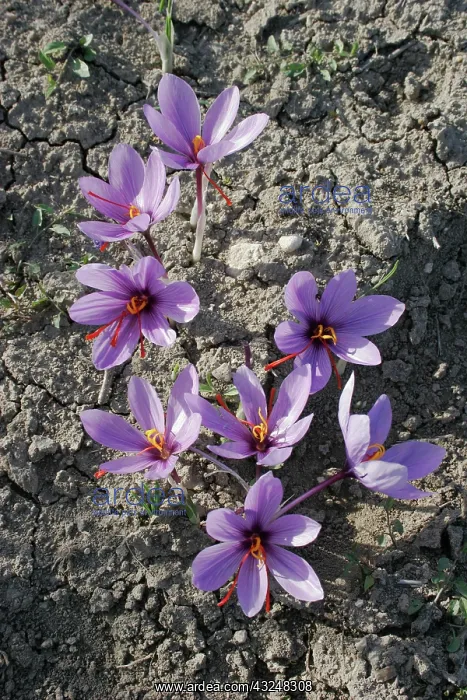 : Crocus, Crocus sativus, Saffron crocus : Crocus, Crocus sativus, Saffron crocus