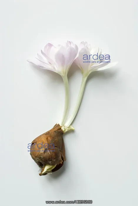 : Crocus, Autumn crocus, Colchicum autumnale : Crocus, Autumn crocus, Colchicum autumnale