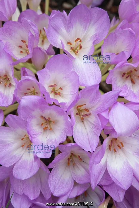 : Crocus, Autumn crocus, Colchicum autumnale, Mass : Crocus, Autumn crocus, Colchicum autumnale, Mass