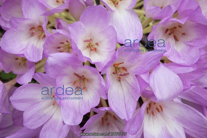 : Crocus, Autumn crocus, Colchicum autumnale, Mass : Crocus, Autumn crocus, Colchicum autumnale, Mass