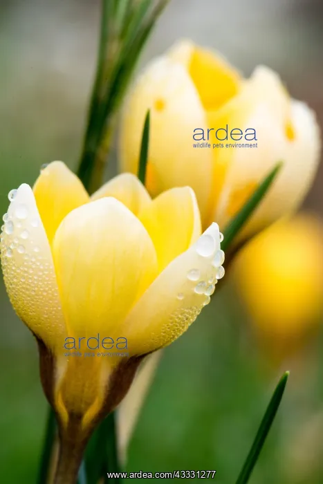 : Crocus in bloom in a garden in winter France, Pas : Crocus in bloom in a garden in winter France, Pas