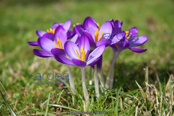  : Crocus - clump of flowers