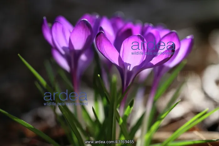 : Crocus, Crocus cultivar. Group of purple crocus : Crocus, Crocus cultivar. Group of purple crocus