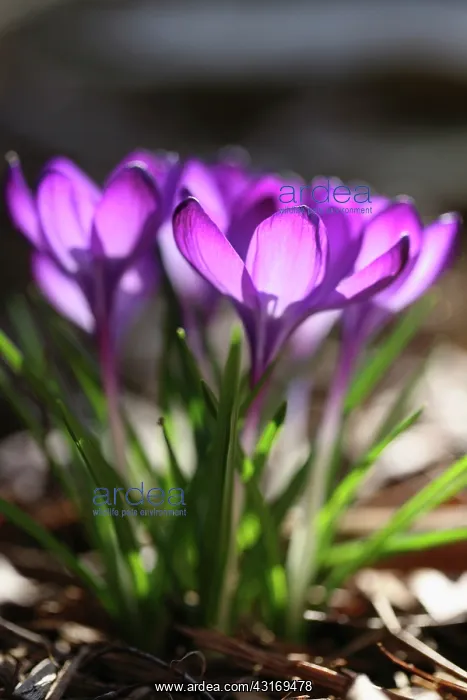 : Crocus, Crocus cultivar. Group of purple crocus : Crocus, Crocus cultivar. Group of purple crocus