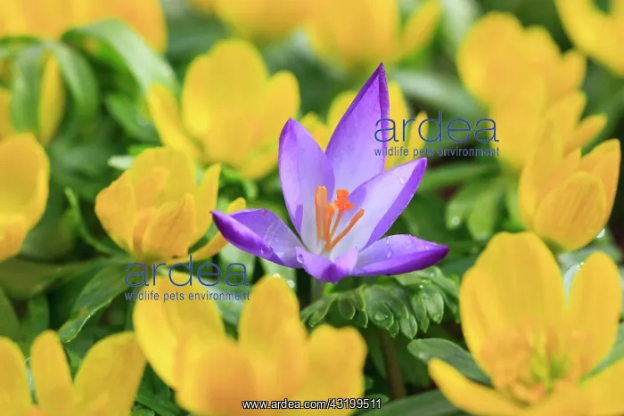 : Crocus (Crocus), Switzerland, Europe : Crocus (Crocus), Switzerland, Europe
