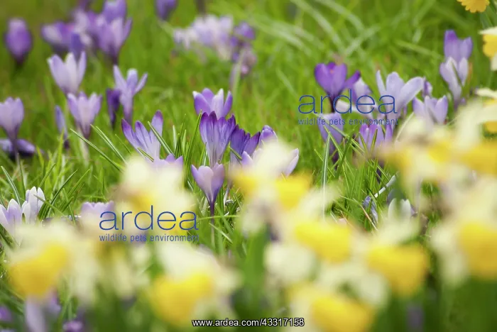  : Crocus, Crocus vernus, A spring scene of several