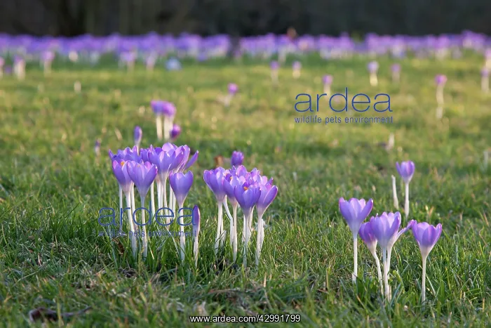: Crocus, Early crocus : Crocus, Early crocus