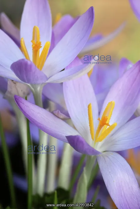 : Crocus, Early crocus : Crocus, Early crocus