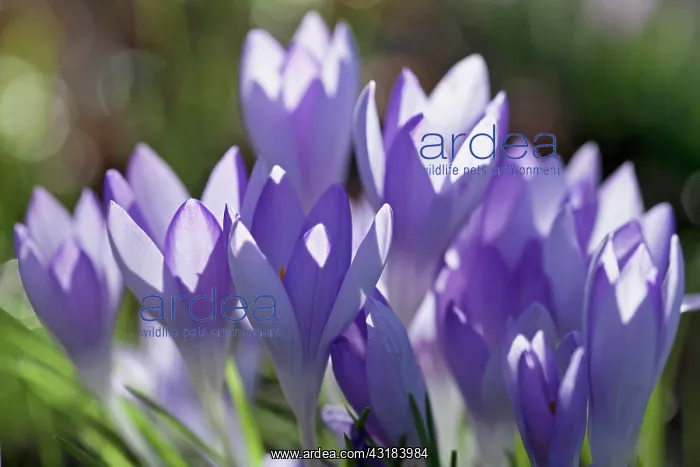 : Crocus, Early crocus, Crocus tommasinianus, Side : Crocus, Early crocus, Crocus tommasinianus, Side