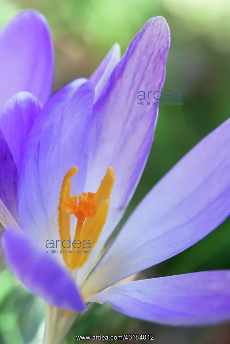 : Crocus, Early crocus, Crocus tommasinianus, Side : Crocus, Early crocus, Crocus tommasinianus, Side
