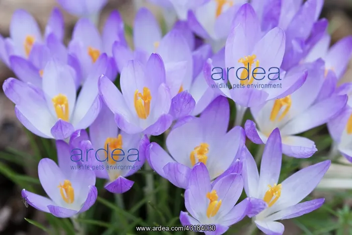  : Crocus, Early crocus, Crocus tommasinianus, Top