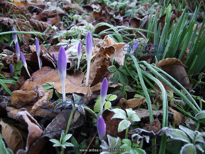 : Crocus, Early crocus, Crocus tommasinianus, Low : Crocus, Early crocus, Crocus tommasinianus, Low