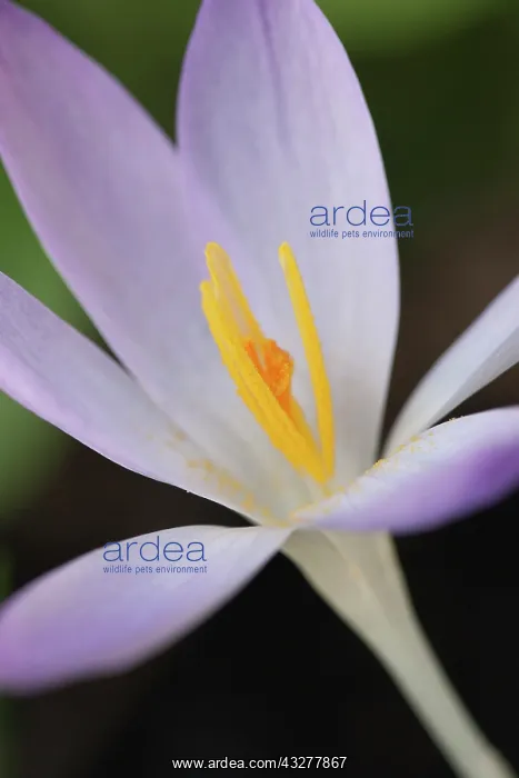: Crocus, Early crocus, Crocus tommasinianus, Mauve : Crocus, Early crocus, Crocus tommasinianus, Mauve