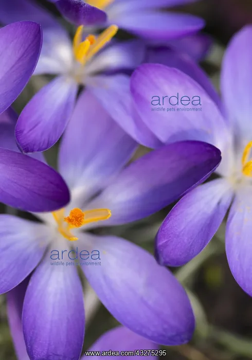 : Crocus, Early crocus, Crocus tommasinianus, Purple : Crocus, Early crocus, Crocus tommasinianus, Purple