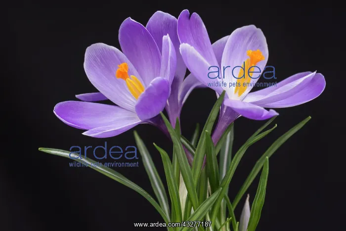: Crocus, Early crocus, Crocus tommasinianus, Purple : Crocus, Early crocus, Crocus tommasinianus, Purple