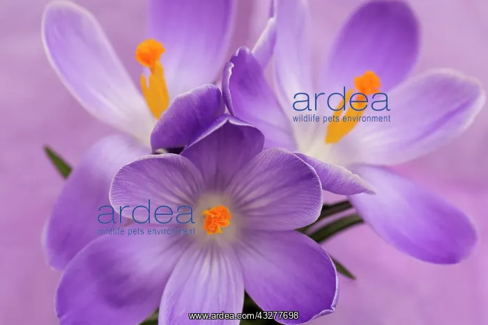 : Crocus, Early crocus, Crocus tommasinianus, Purple : Crocus, Early crocus, Crocus tommasinianus, Purple
