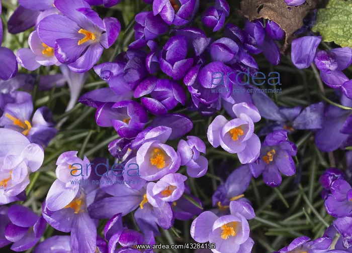 : Crocus, Early crocus, Crocus tommasinianus, Purple : Crocus, Early crocus, Crocus tommasinianus, Purple