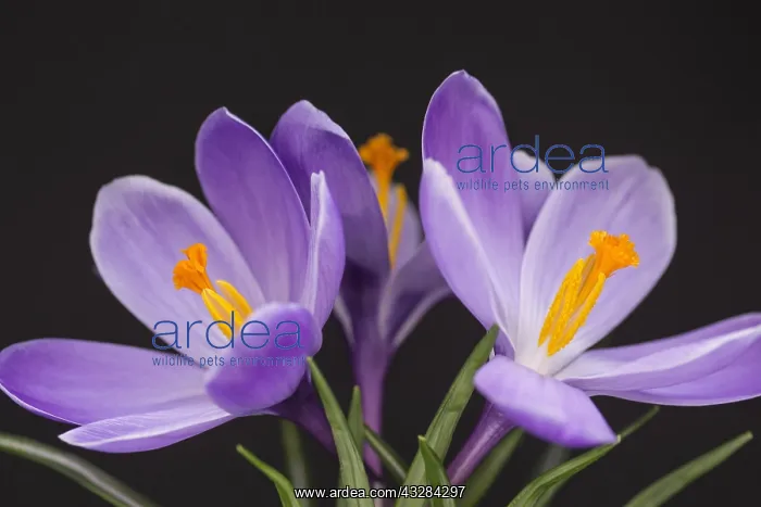 : Crocus, Early crocus, Crocus tommasinianus, Purple : Crocus, Early crocus, Crocus tommasinianus, Purple