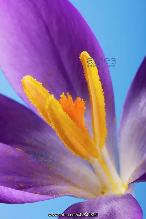 : Crocus flower - close up of stamens & pollen : Crocus flower - close up of stamens & pollen