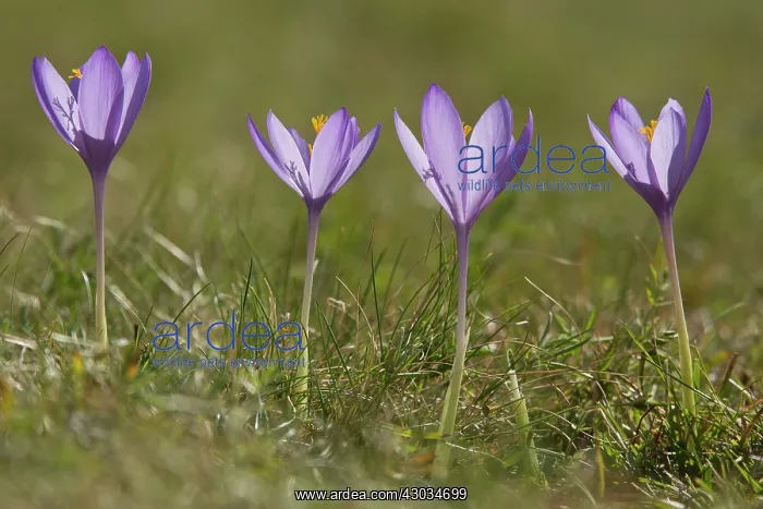  : Crocus in flower October French Pyrenees