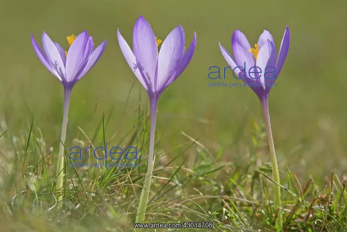  : Crocus in flower October French Pyrenees