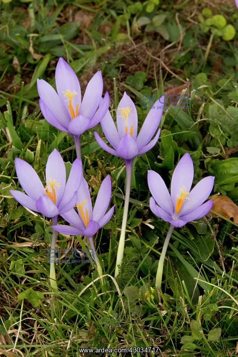  : Crocus in flower October French Pyrenees