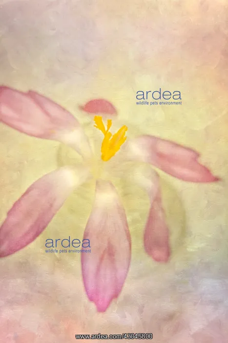 : Crocus Flower - Textured Image - Norfolk UK : Crocus Flower - Textured Image - Norfolk UK
