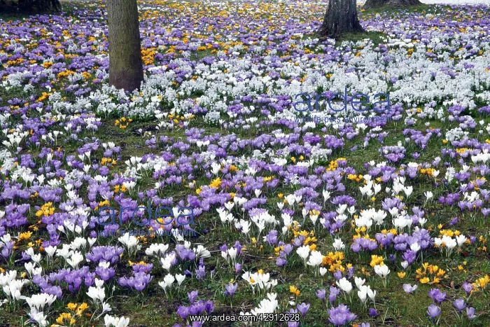 : Crocus - flowering in park at springtime : Crocus - flowering in park at springtime