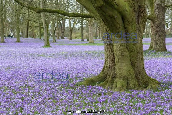 : Crocus - the Husum crocus blossom is a nationally : Crocus - the Husum crocus blossom is a nationally