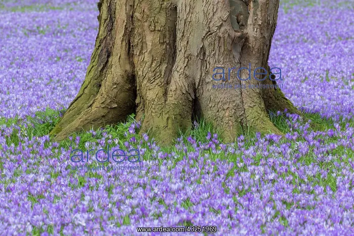: Crocus - the Husum crocus blossom is a nationally : Crocus - the Husum crocus blossom is a nationally