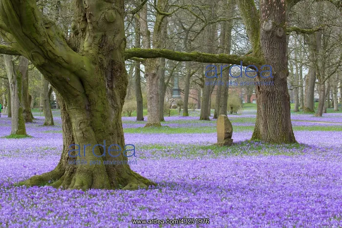 : Crocus - the Husum crocus blossom is a nationally : Crocus - the Husum crocus blossom is a nationally