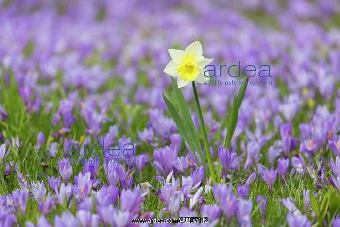 : Crocus - the Husum crocus blossom is a nationally : Crocus - the Husum crocus blossom is a nationally