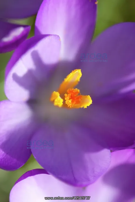 : Crocus - Macro photograph of flower : Crocus - Macro photograph of flower