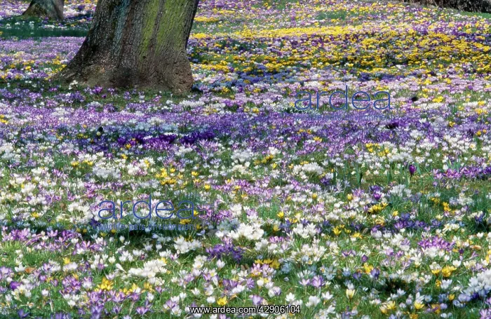 : Crocus - mass in spring time : Crocus - mass in spring time
