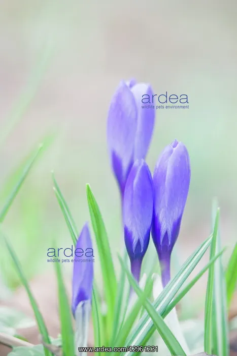: Crocus - naturalised in grassland : Crocus - naturalised in grassland