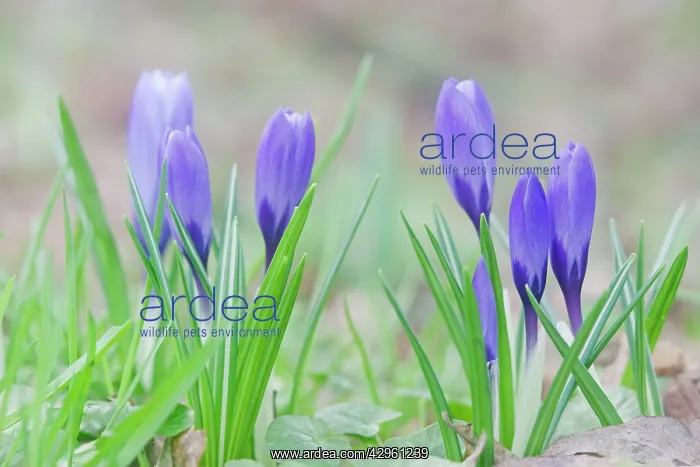 : Crocus - naturalised in grassland : Crocus - naturalised in grassland