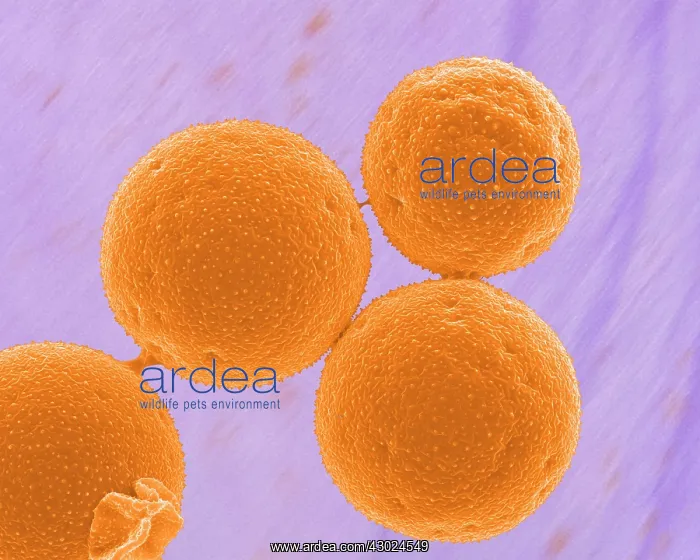 : Crocus Pollen : Crocus Pollen