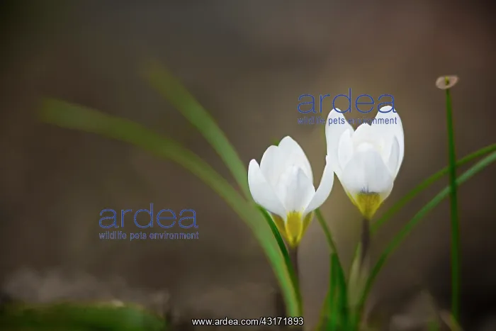  : Crocus, two pure white crocuses with leaves