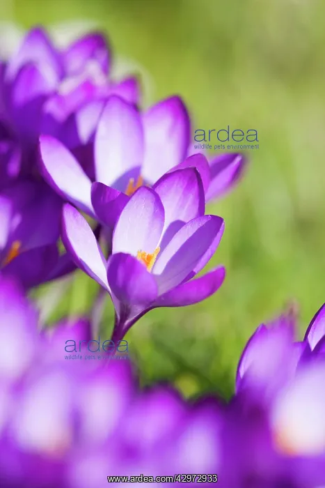 : Crocus - Purple flowers in spring : Crocus - Purple flowers in spring