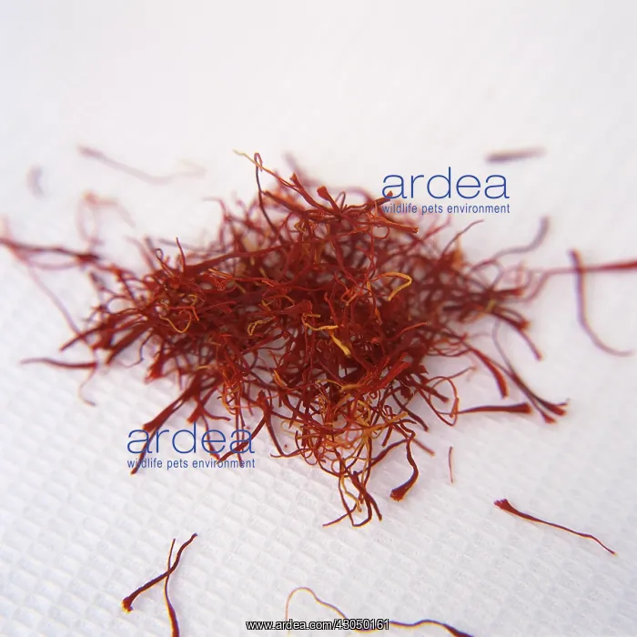 : Crocus, Saffron crocus : Crocus, Saffron crocus