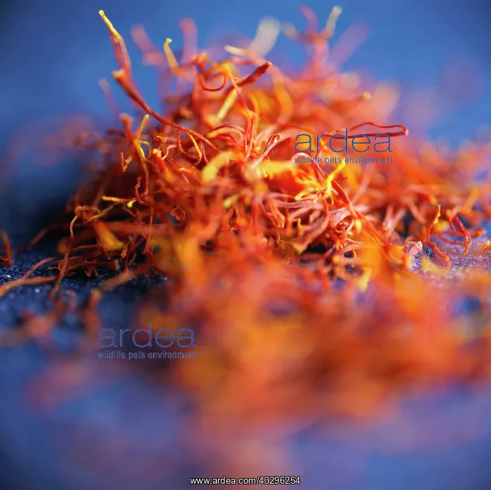  : Crocus, Saffron crocus, Crocus sativus, Orange subject