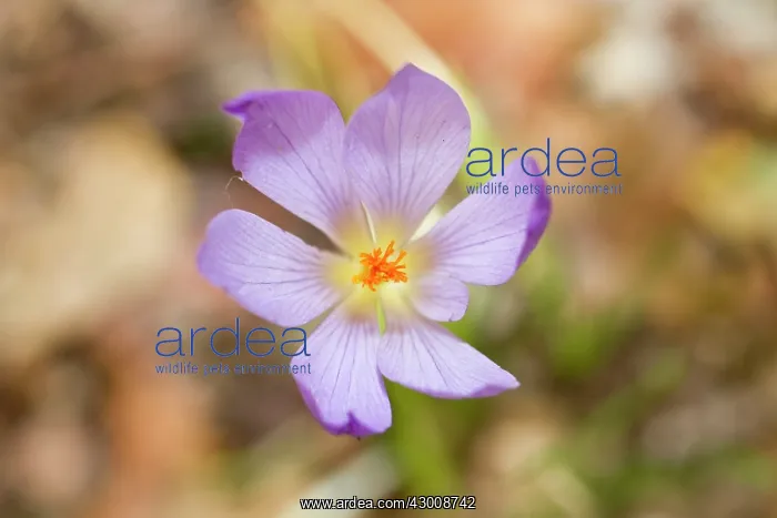 : Crocus Serotinus : Crocus Serotinus
