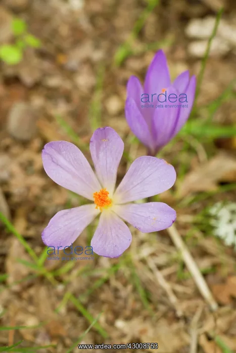 : Crocus Serotinus : Crocus Serotinus
