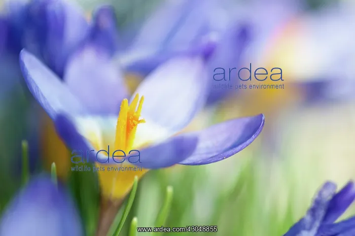 : Crocus, Sieber's crocus : Crocus, Sieber's crocus
