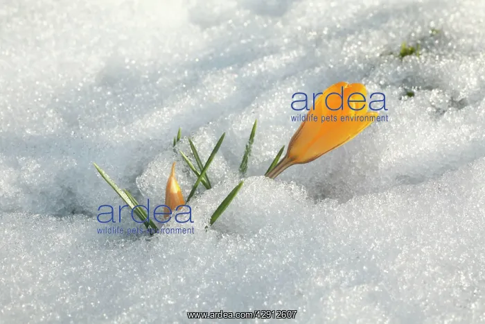 : Crocus - single yellow blossom flowering in snow : Crocus - single yellow blossom flowering in snow