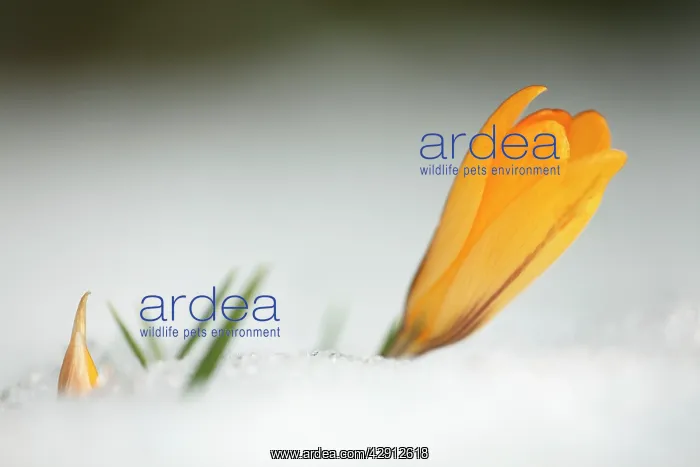 : Crocus - single yellow blossom flowering in snow : Crocus - single yellow blossom flowering in snow