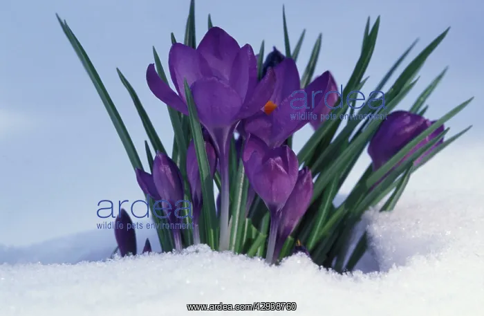  : Crocus in Snow