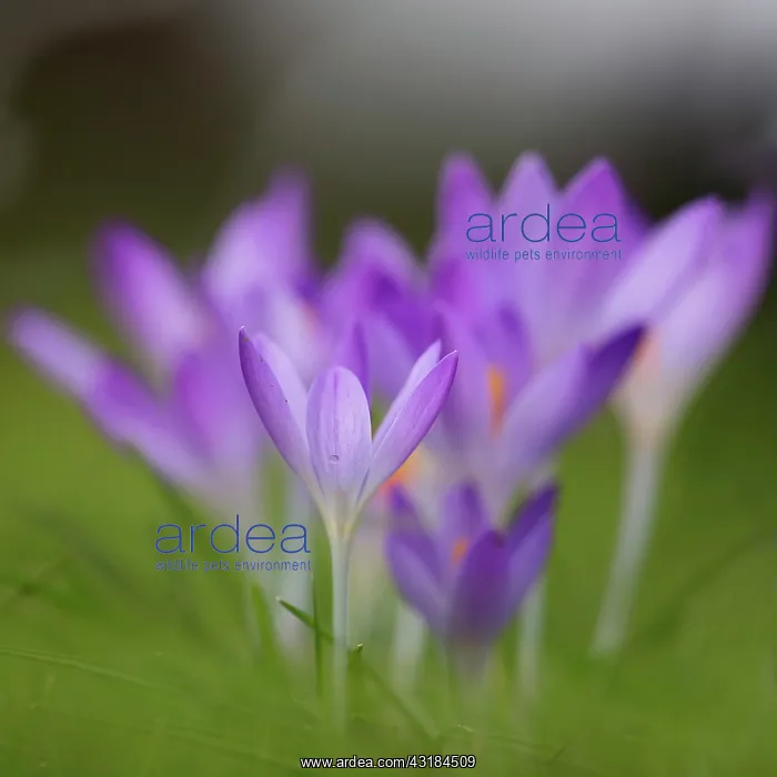 : Crocus tommasinianus Barr's purple, Close side : Crocus tommasinianus Barr's purple, Close side